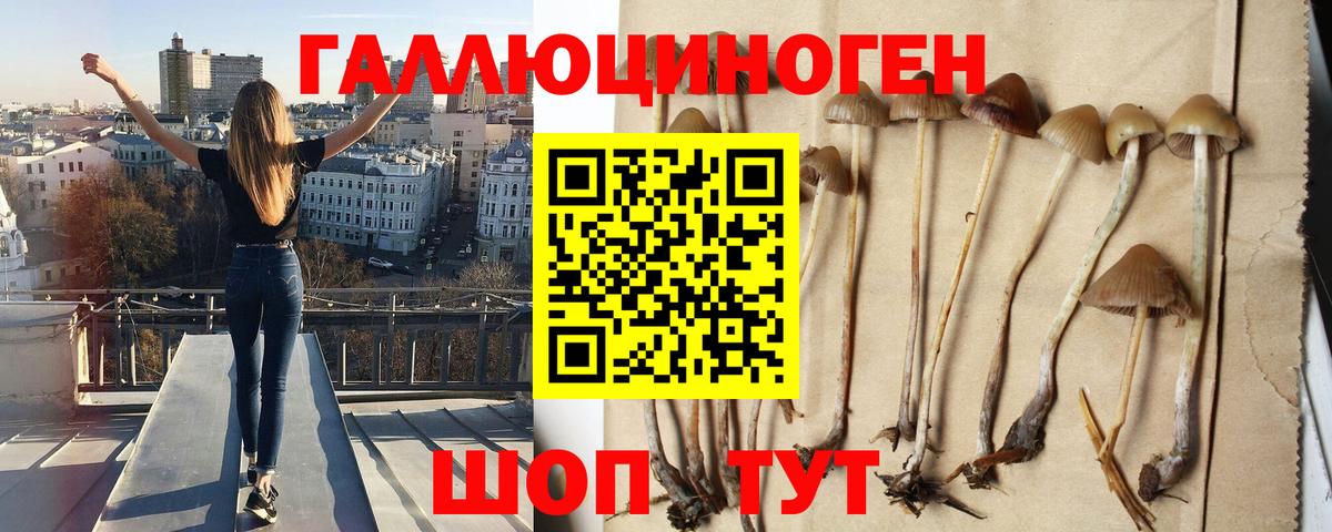 Фурманов  Псилоцибиновые грибы Cubensis  Вход с VPN 